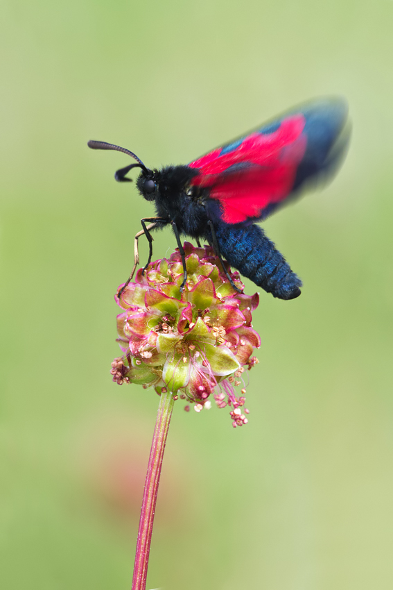 Five-Spot Burnet Moth taking off